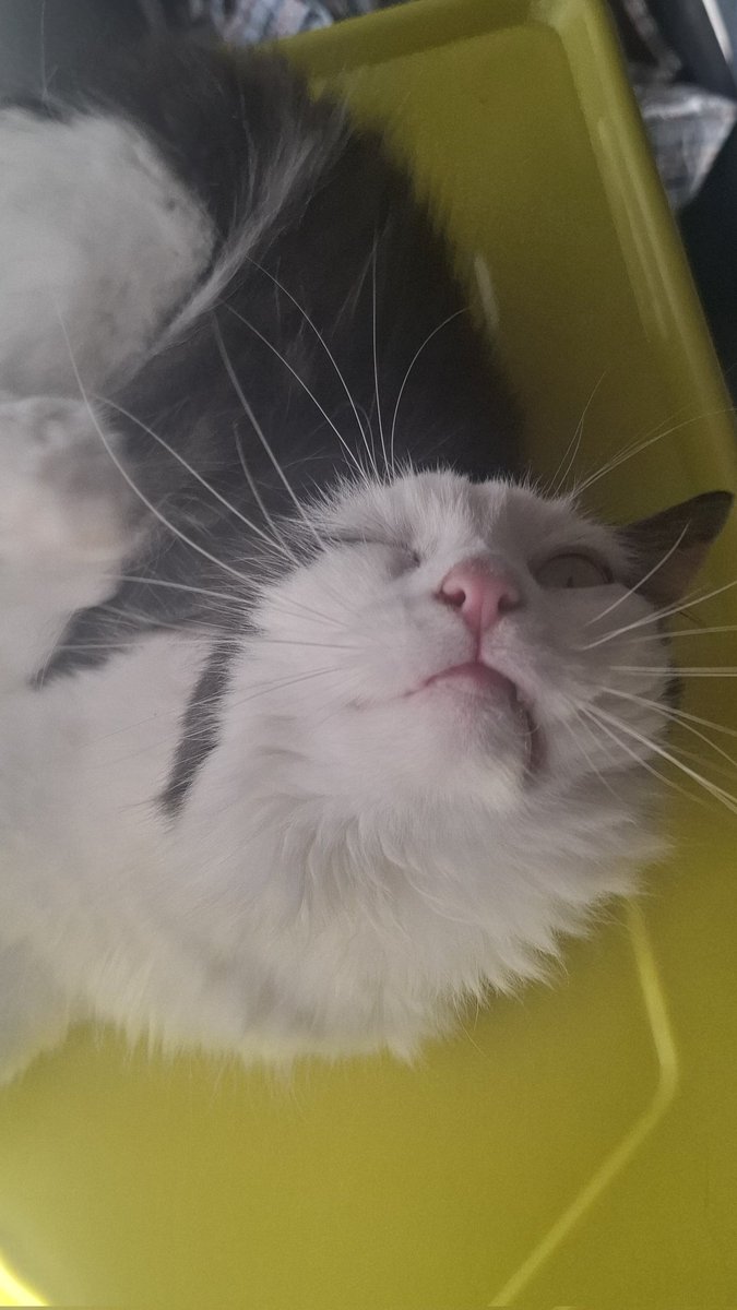 ⚔️SWORD🍉 tweet media