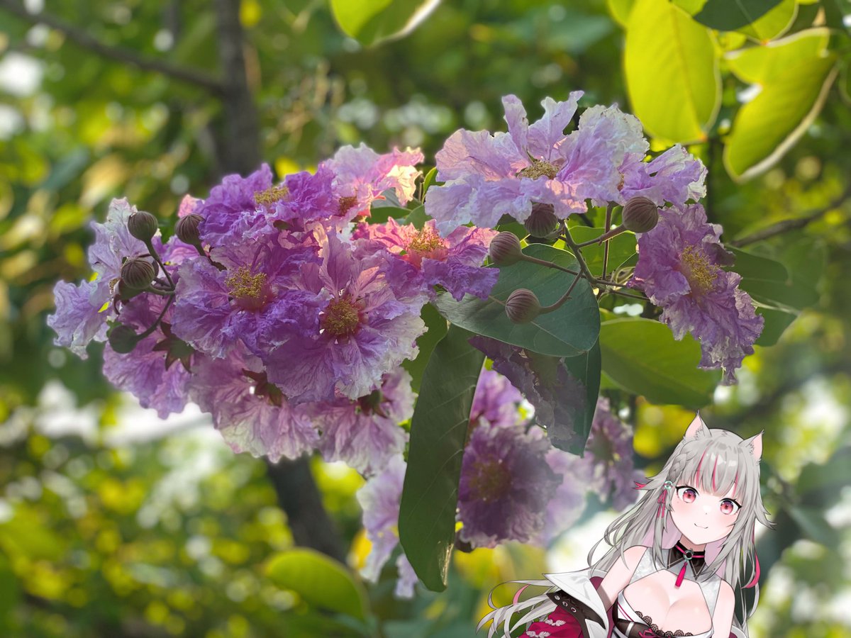 Karin Tsutsuji🌸🐉 ( 躑躅かりん) tweet media