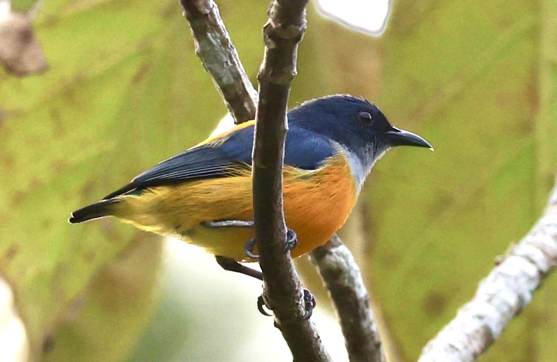 mark@birdingpinoso tweet media