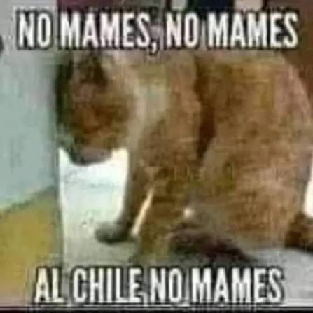 Ed Sweet home alabama tweet media