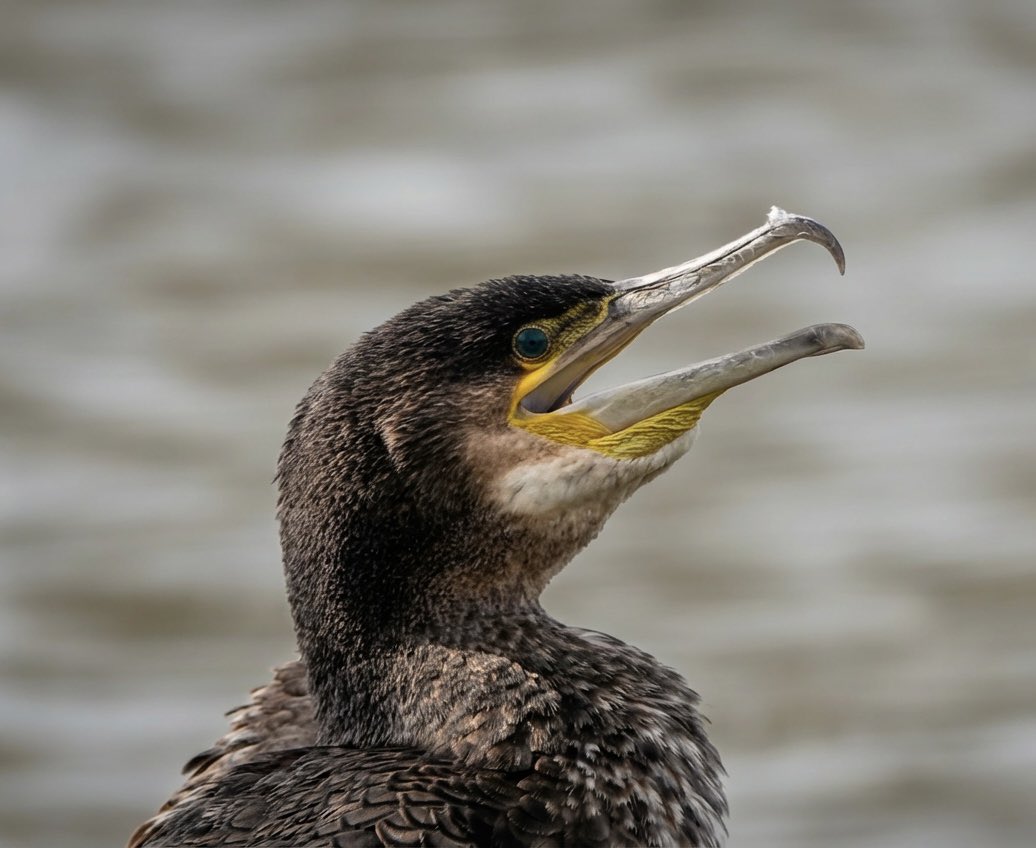 JavaJane🎱 tweet media