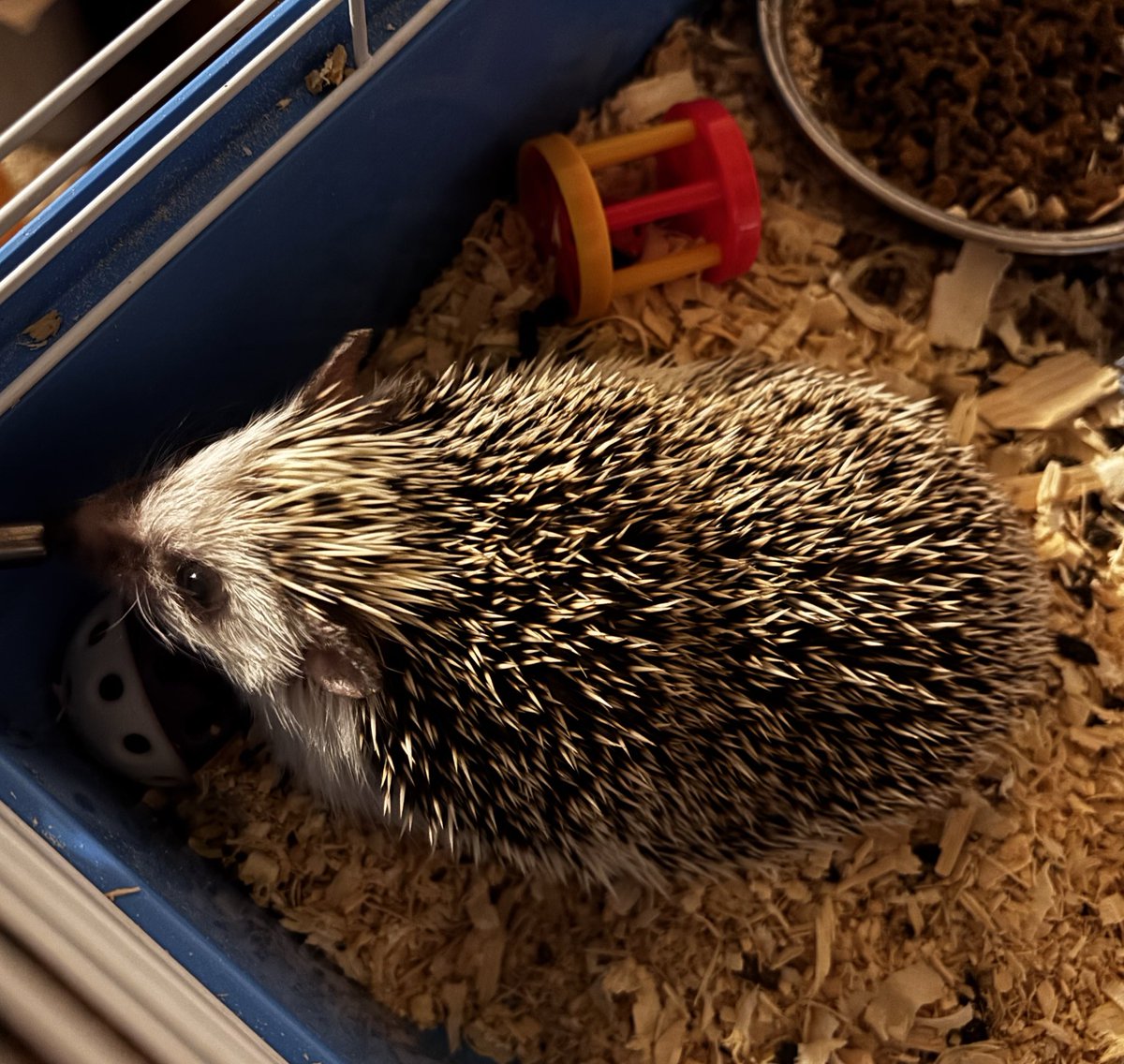 ˙⋆✮Tj is full of whimsy tweet media