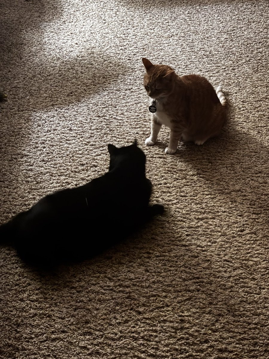 ˙⋆✮Tj is full of whimsy tweet media