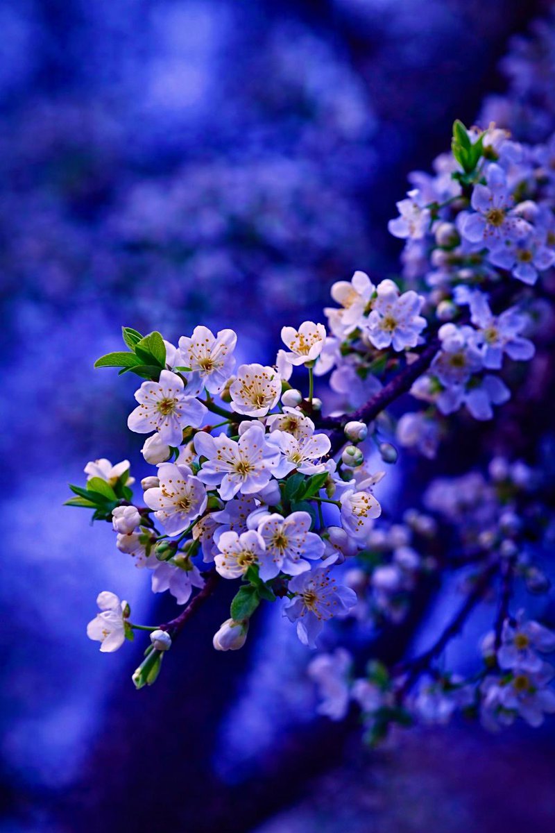 Hayra karşı…..🤲🤲….. Her gün yeniden….

“….Ve şimdi her şey yeniden başlıyor, tıpkı bahar gibi…. R. M. Rilke..”

Yüzünde bahar,  bir gülüşte saklı… Gülümse lütfen