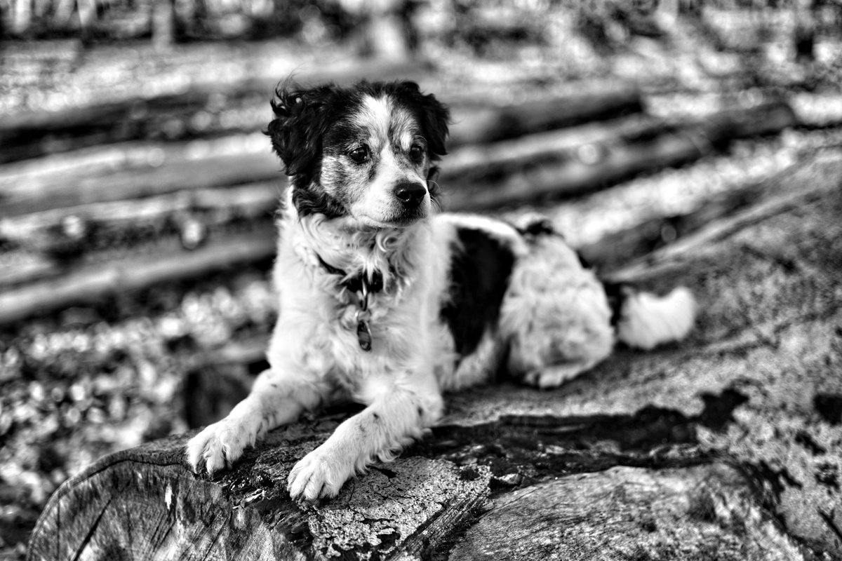 Der Schlockback tweet media