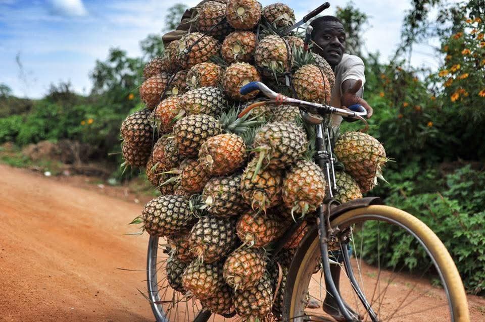 AGR🌱NESS FARM LIMITED tweet media