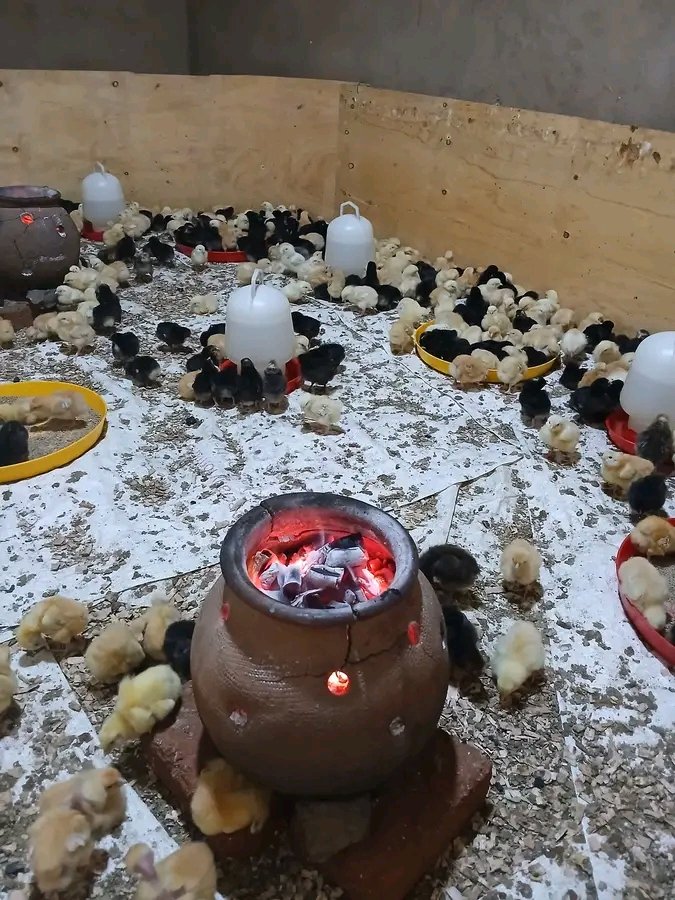 AGR🌱NESS FARM LIMITED tweet media