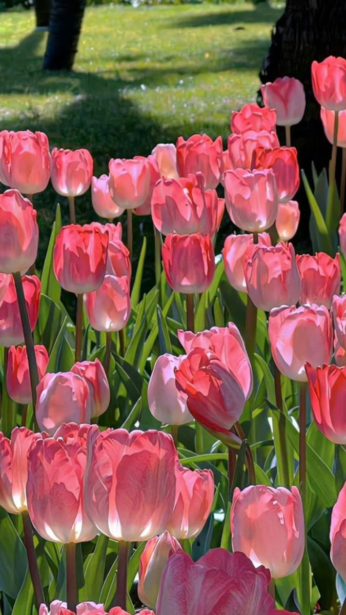 manuela_m8's tweet image. Dolci tulipani

📷 #pinterest