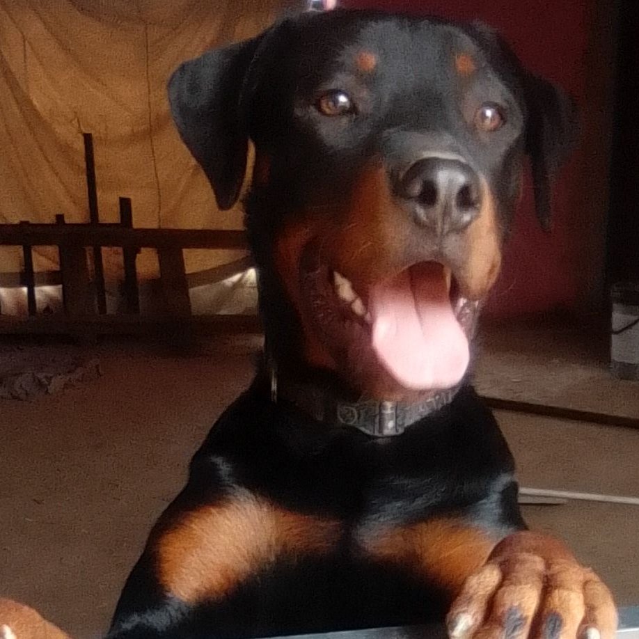 Retired Elder Rex M.E Midzi tweet media