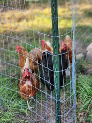 Shelly VR Warrior tweet media