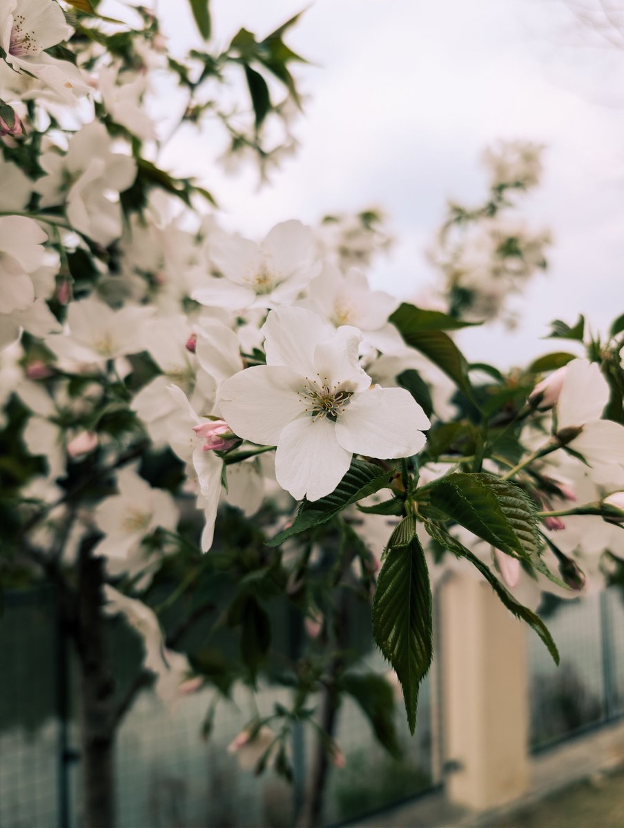 老肥® tweet media