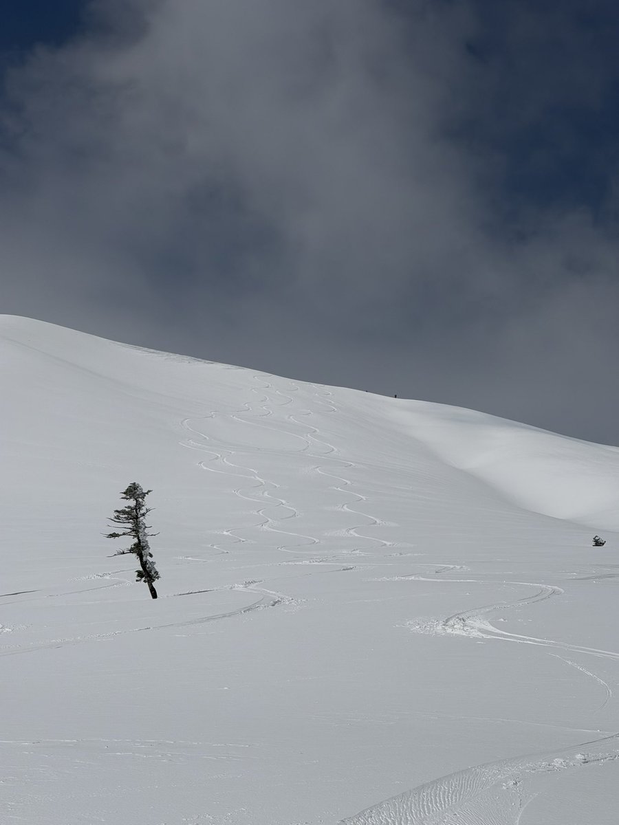 ふくろう tweet media