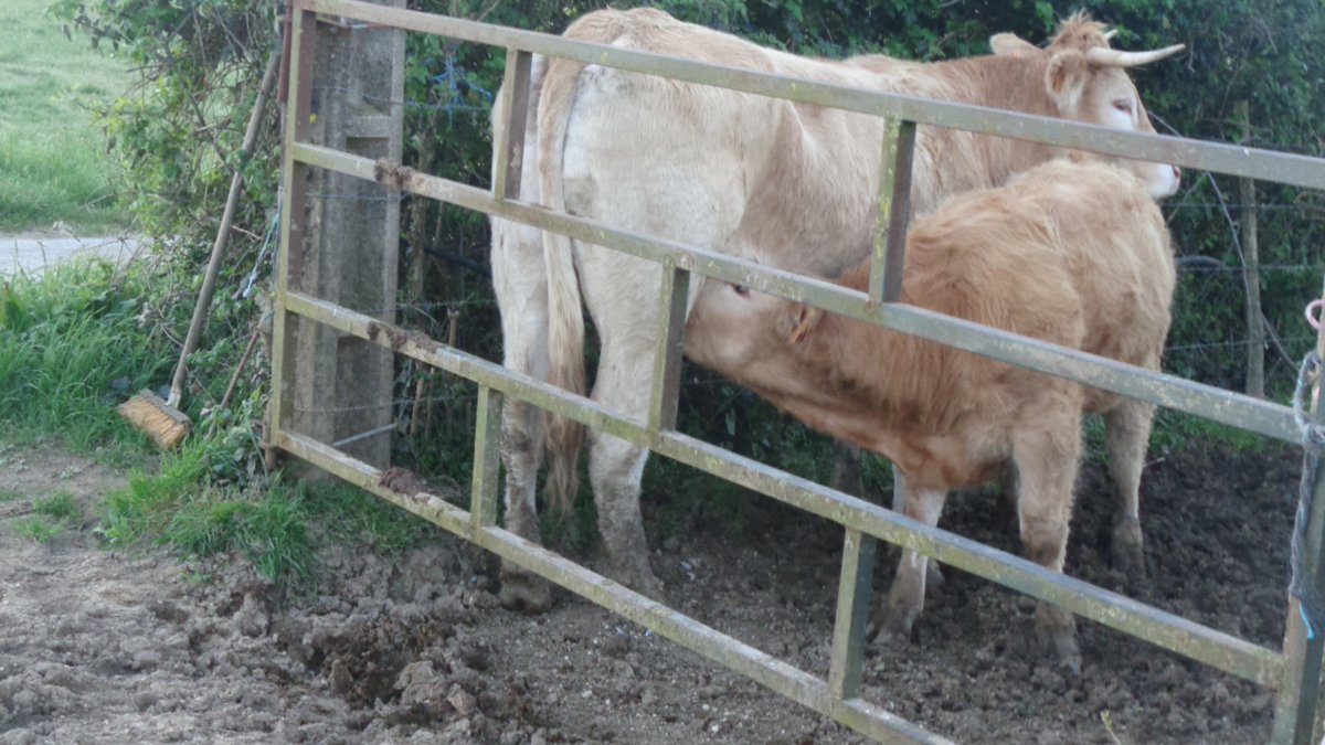 JLewisStempel's tweet image. Good moo-ning. Here's a cow being milked :) #farming #cattle