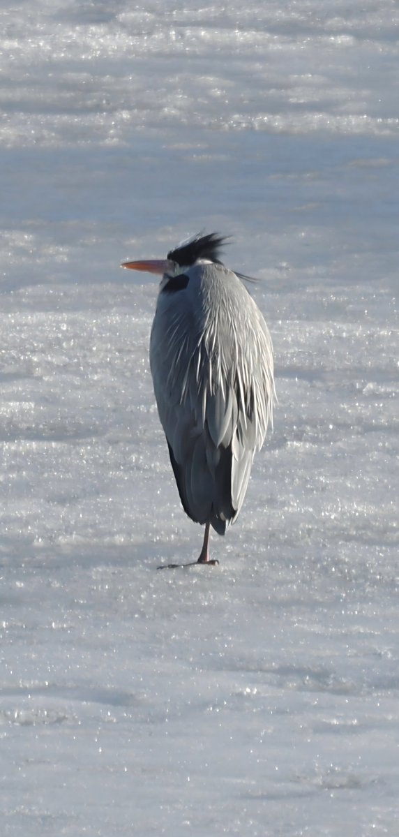 Pasi Majuri tweet media