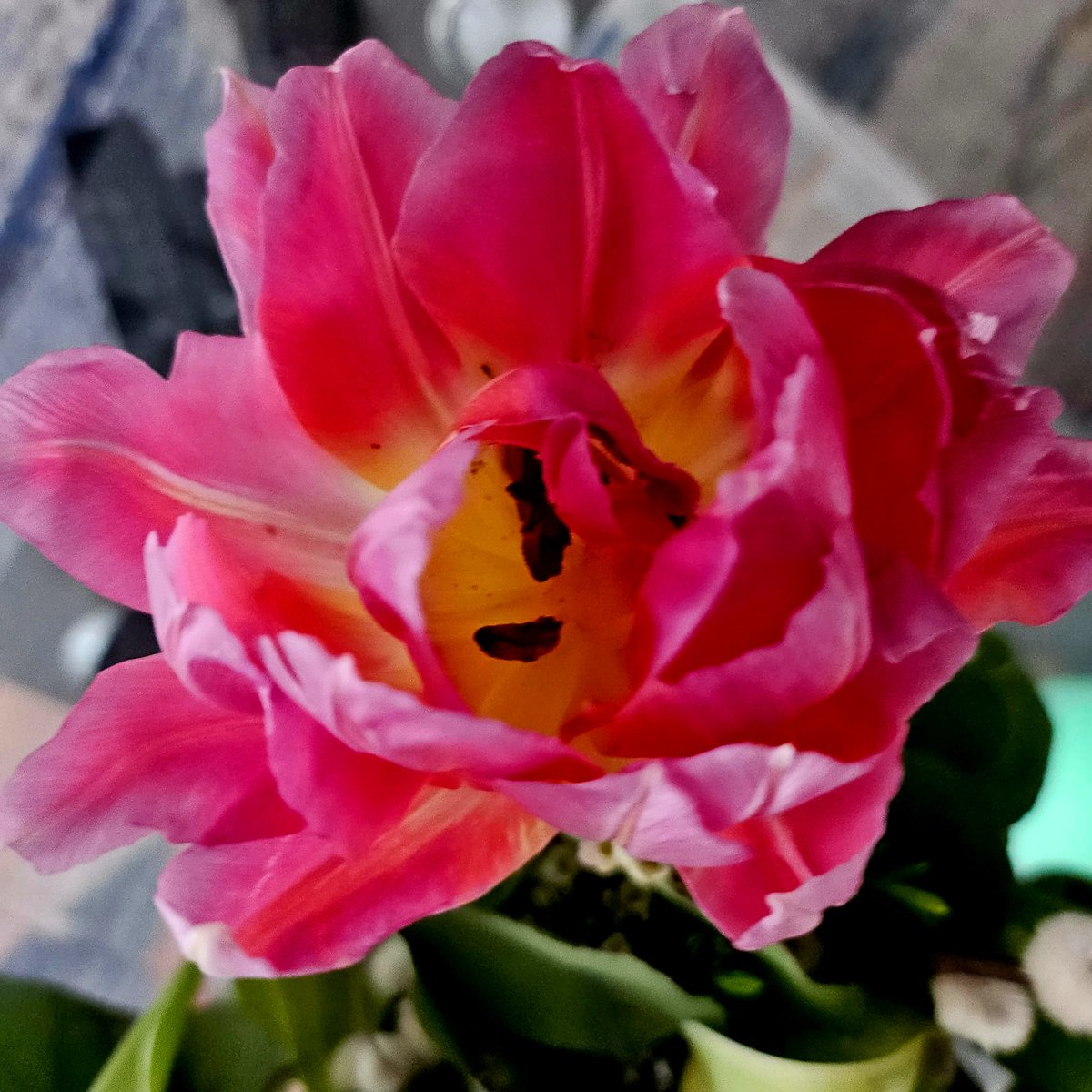 ReGina 🦄✨ tweet media