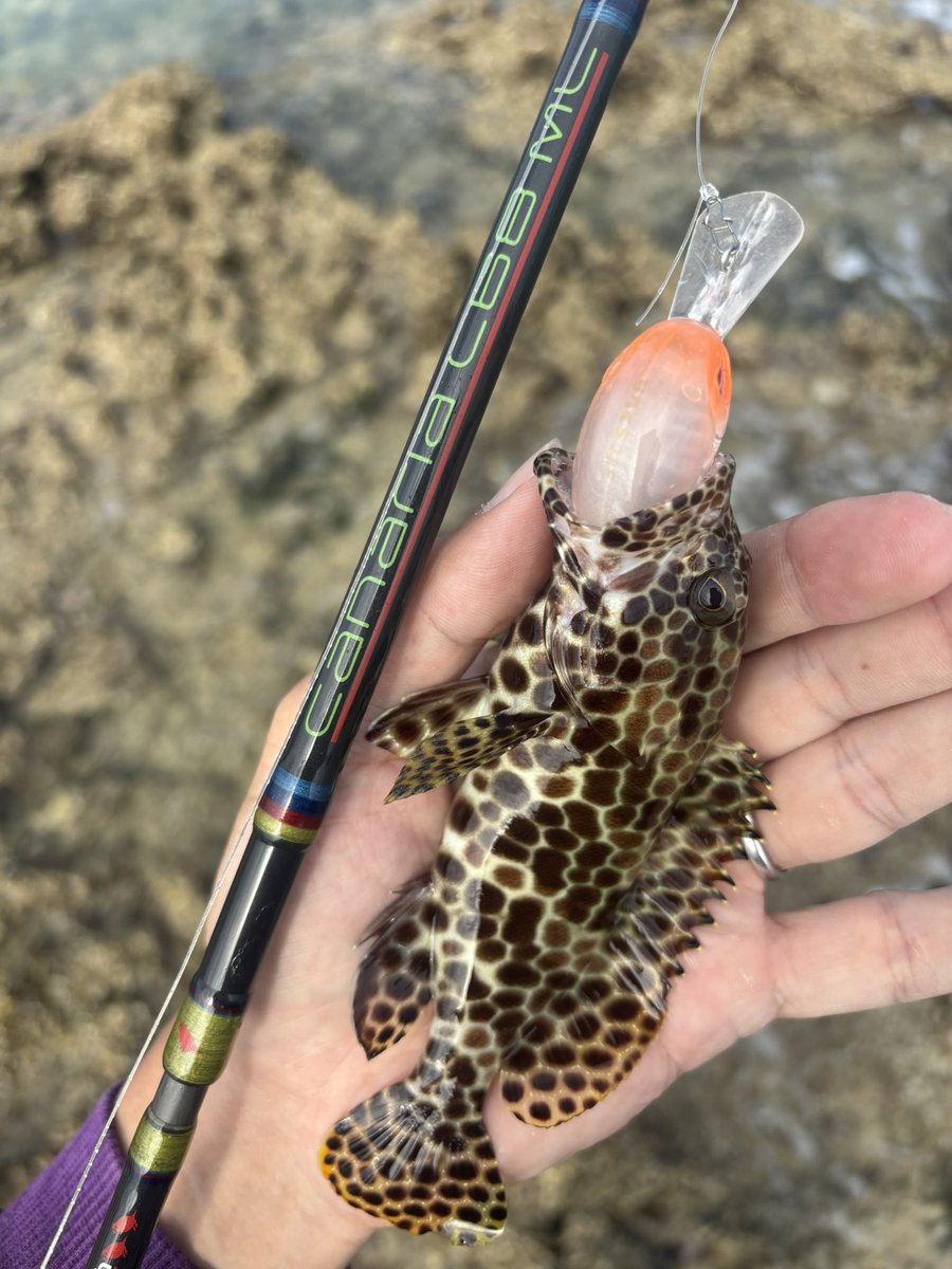 フィッシャーマンおちゃぴ🌺 tweet media