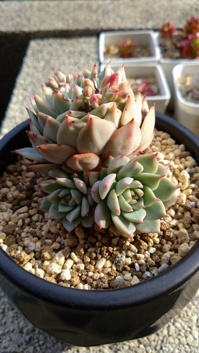 rezel3791's tweet photo. なにもせず玄関にひたすら放置してるだけの多肉植物がいい感じになってた。 https://t.co/sIlJItPJgh
