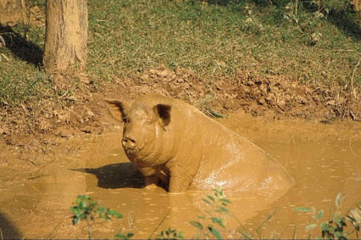 Hatim Altaie tweet media