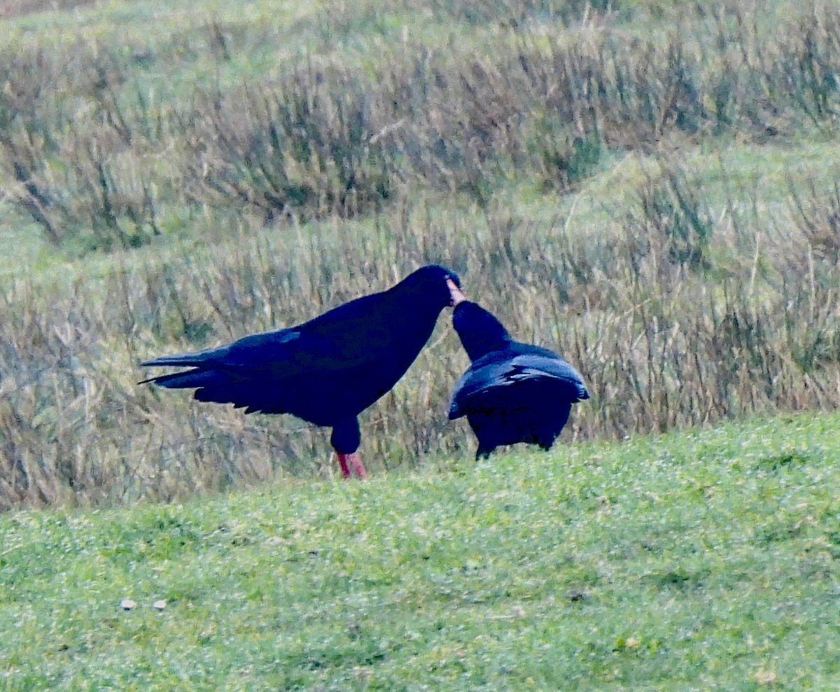 Pauline Gilbertson tweet media