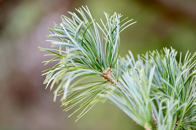 Kenneth Magar tweet media