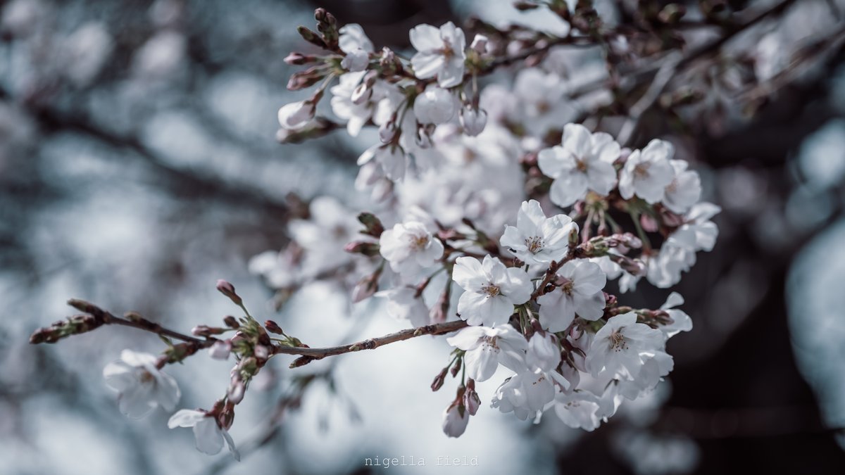茨 | nigella field tweet media