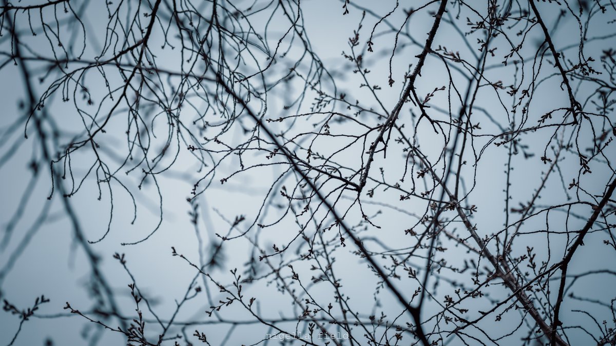 茨 | nigella field tweet media