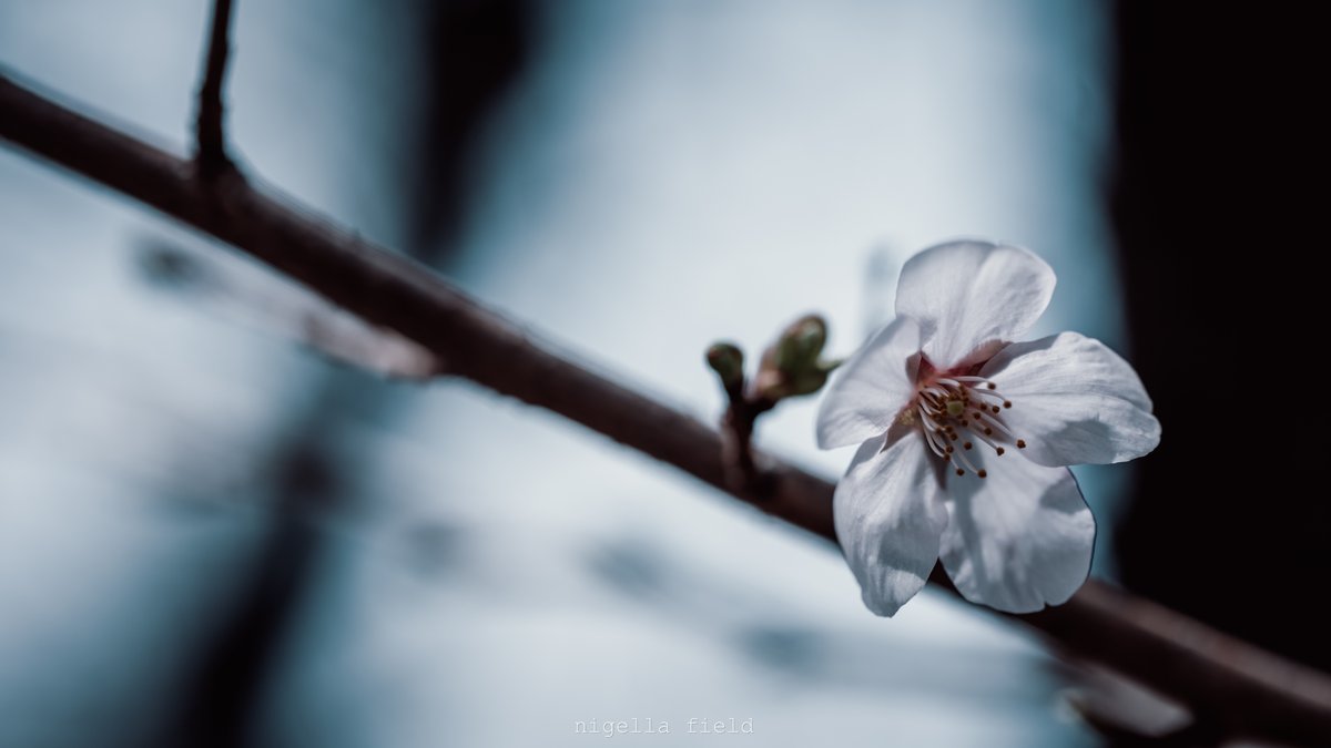 茨 | nigella field tweet media