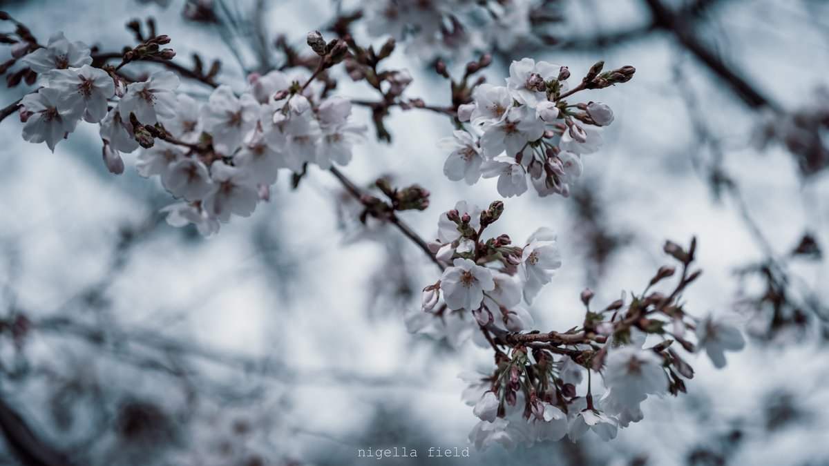 茨 | nigella field tweet media