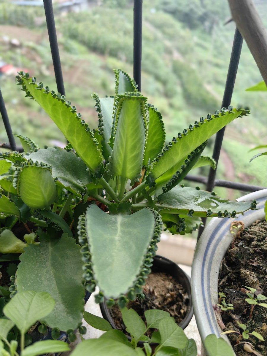 Roberts Jason tweet media