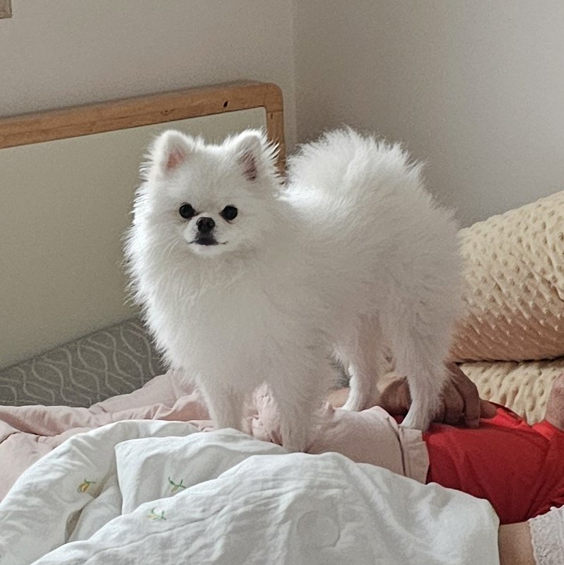 두르강튀아 tweet media