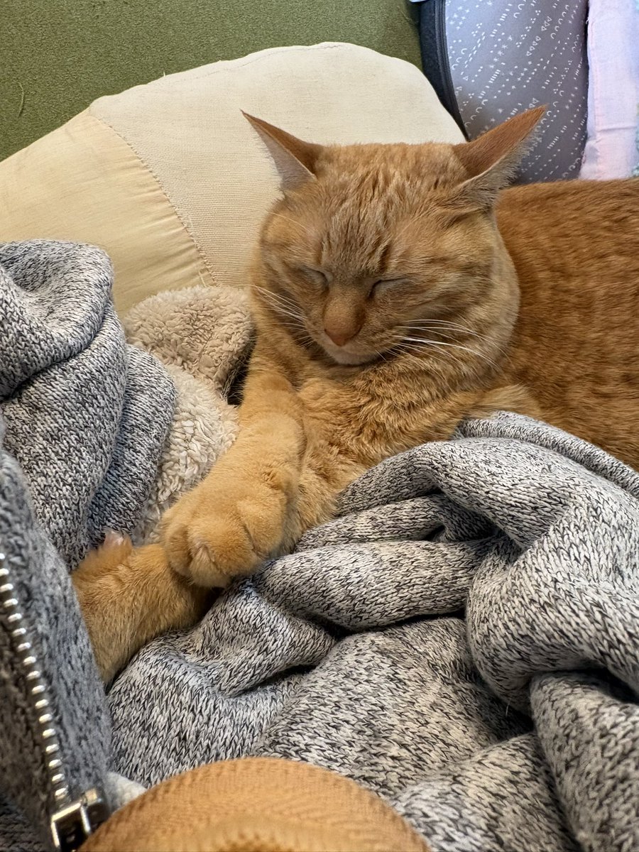 こいもちゃん🐈 tweet media