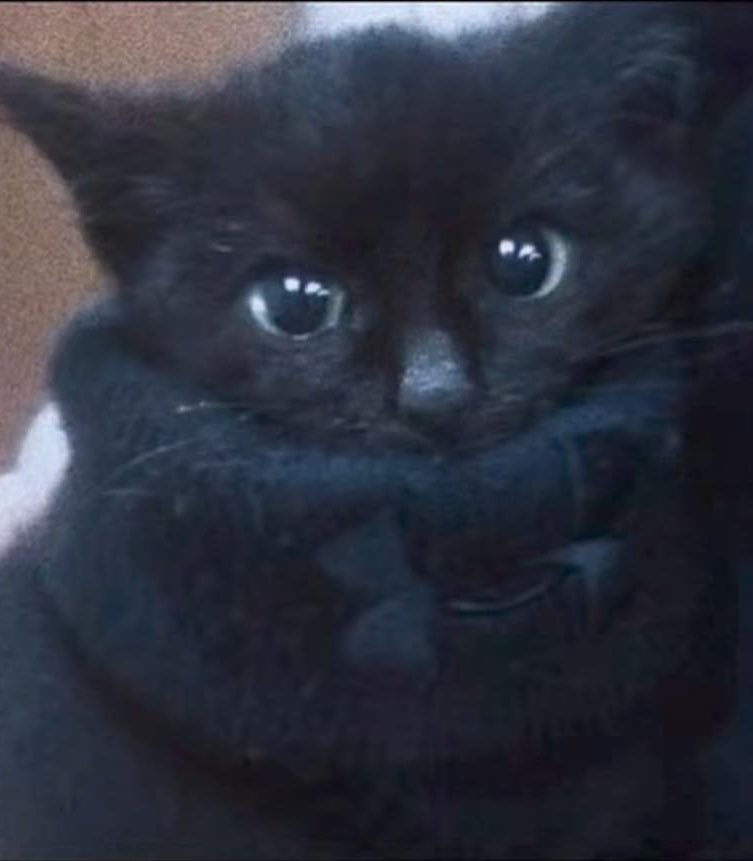 naky as cats 🐈‍⬛ tweet media