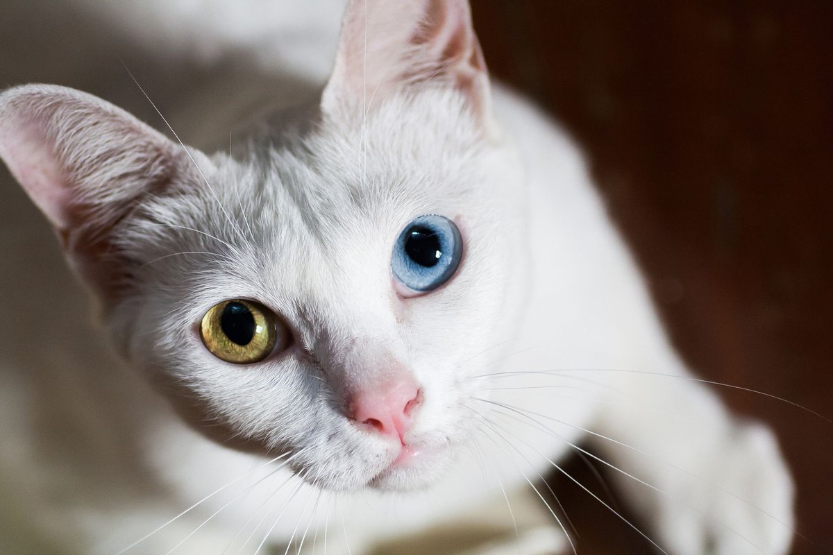sighyam's tweet photo. The Khao Manee 

They might honestly be the most striking of the Thai cats. Completely white fur with clean pink paws and often two different coloured eyes, usually one blue and one gold/green. Their name literally means “white gem” which I think is such a lovely way to describe them because they really do look almost unreal. 

Historically these cats were closely associated with Siamese royalty and old records link them to the reign of King Chulalongkorn in the 19th century

When kept inside the royal palace they are believed to bring luck, wealth and protection to the kingdom. They are another breed that appears in the old Tamra Maew manuscripts under the name “Khao Plort” which means pure white. 

There’s even a story that when foreigners were actively collecting and exporting Siamese cats to Europe for the pet trade market that the royal family deliberately kept the Khao Manee hidden so they wouldn’t leave the country. It’s probably one of the reasons the breed remained almost unknown outside Thailand for so long.