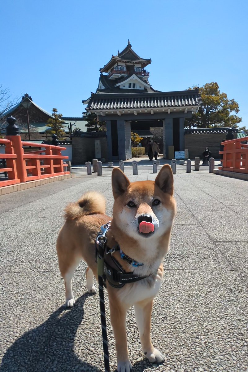 こんにちは😸🏯