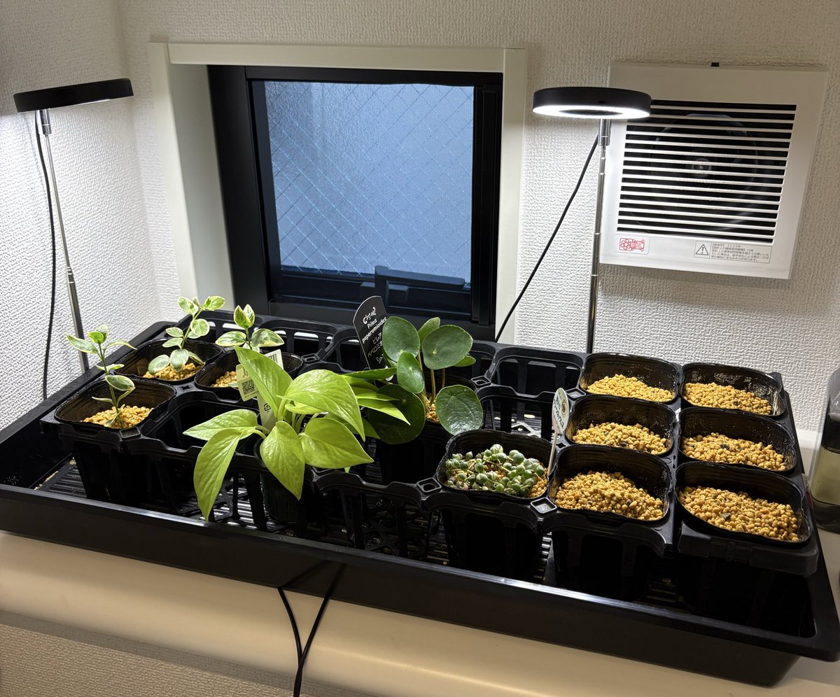 MINUI / みぬい tweet media