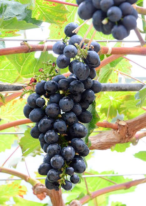 Dulu, ada 2 ulama besar kita yaitu Imam Malik dan Imam Syafii berdebat mengenai bagaimana caramya rezeki datang.

Imam Malik sebagai gurunya Imam Syafii berpendapat jika yang lebih utama dalam mendapatkan rezeki itu adalah tawakkal, 
Imam Malik berkata kepada Imam Syafi’i,