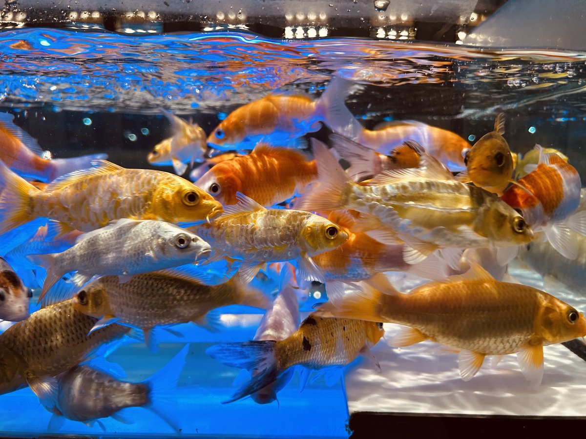 Color of water 💦🐠