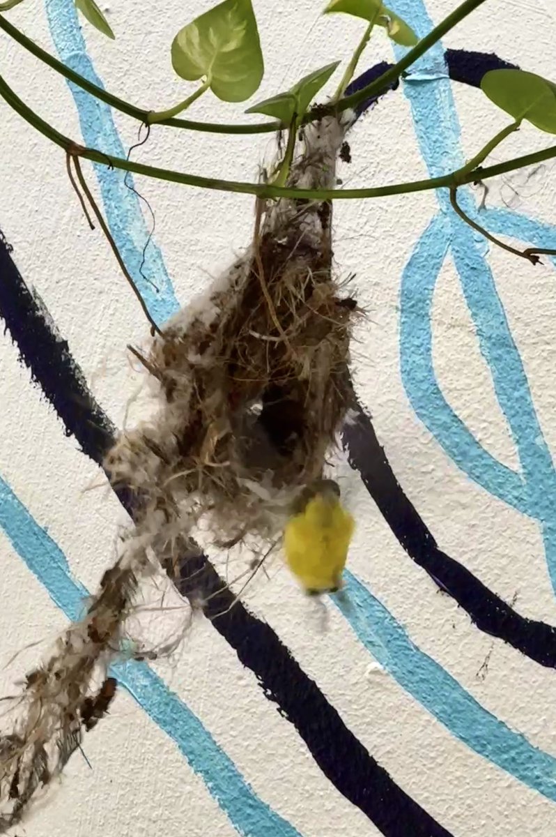 Parminder Singh tweet media