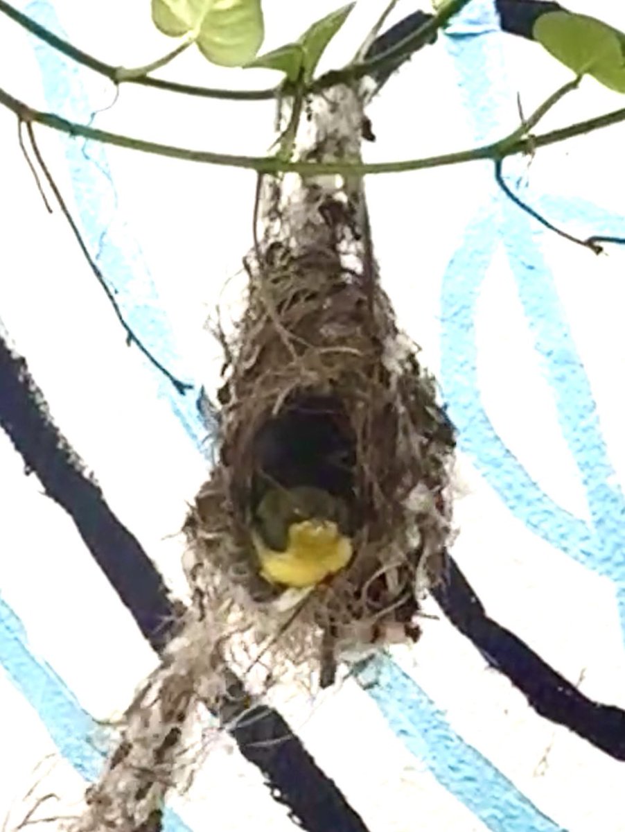 Parminder Singh tweet media