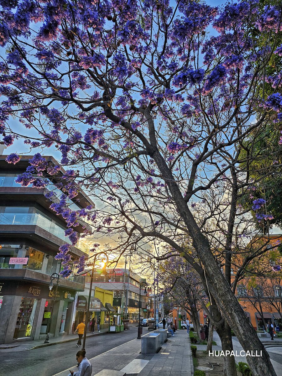 orazzio888's tweet photo. Jacarandas en el centro de Tulancingo 💜

#jacarandas #Tulancingo #Hidalgo https://t.co/WjtrNgWwNT