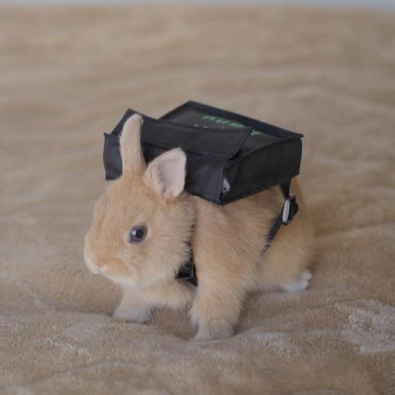 Why you should have a rabbit tweet media