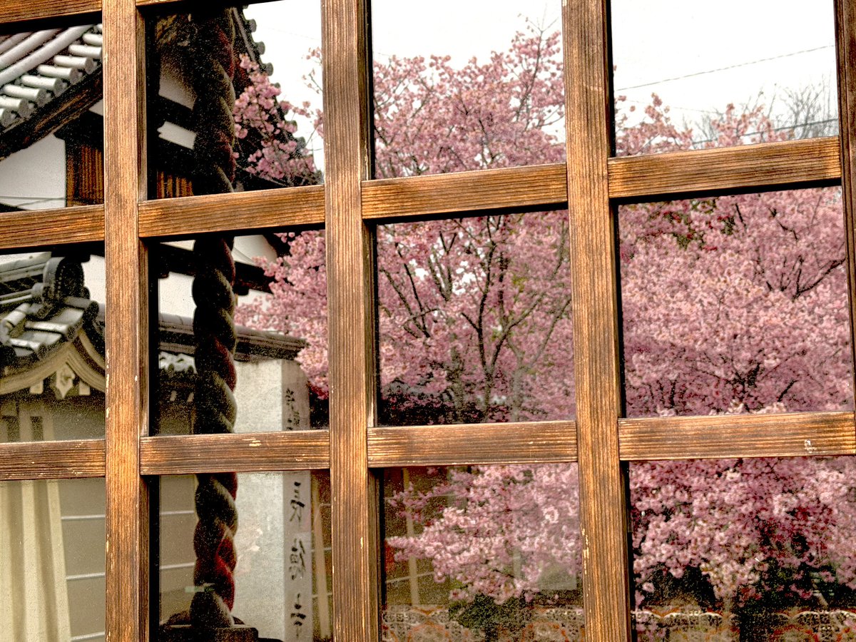 toplem's tweet photo. #長徳寺 のおかめ桜

ここの桜を見て
あぁ、京都の桜始まったなぁ
と感じる🌸
#京都　#桜 https://t.co/3yhd4iornQ
