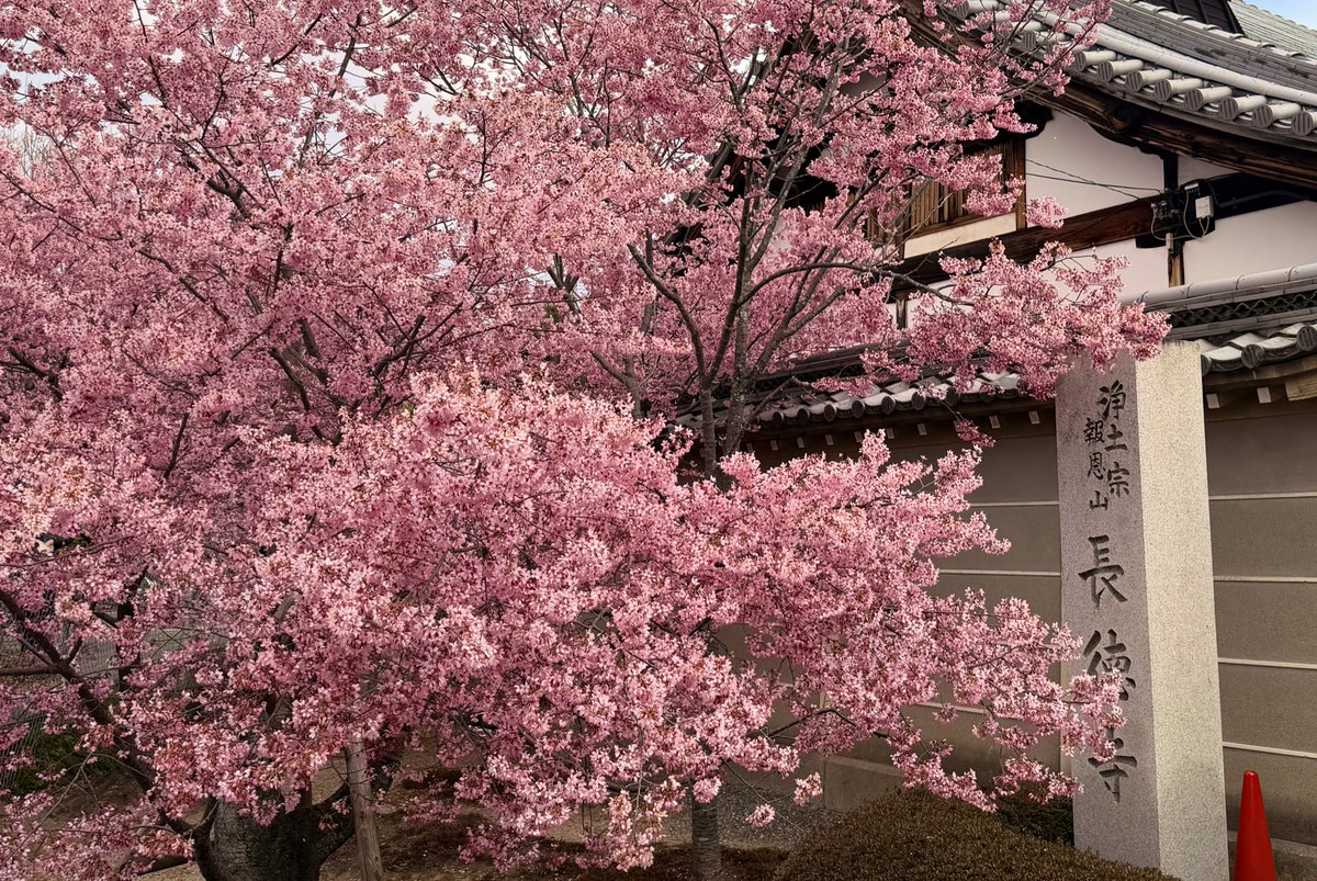 toplem's tweet photo. #長徳寺 のおかめ桜

ここの桜を見て
あぁ、京都の桜始まったなぁ
と感じる🌸
#京都　#桜 https://t.co/3yhd4iornQ
