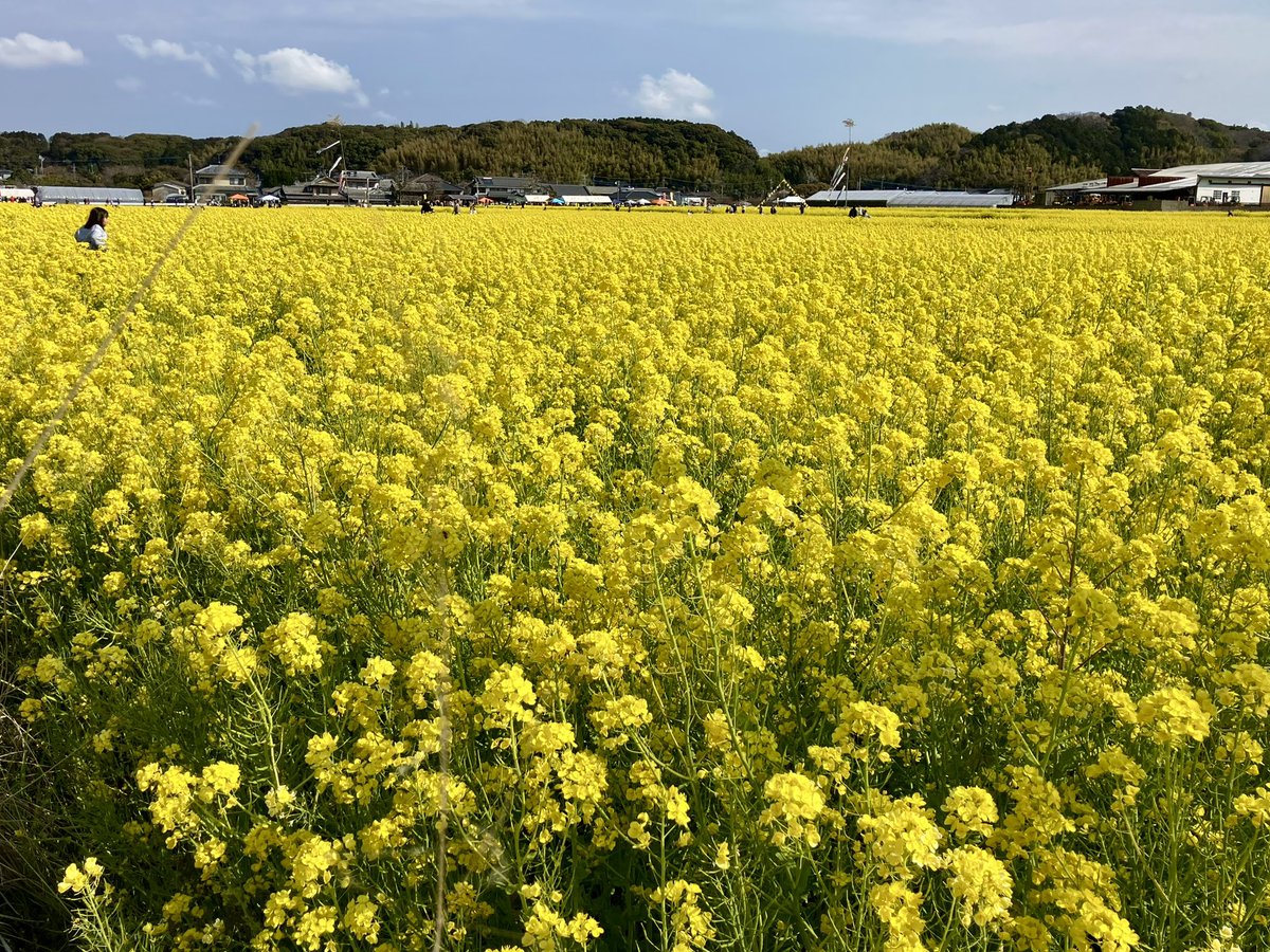 asaichoumin's tweet photo. 2026筵内なの花祭りに来ています
#菜の花畑 https://t.co/1hXnRVdOWi