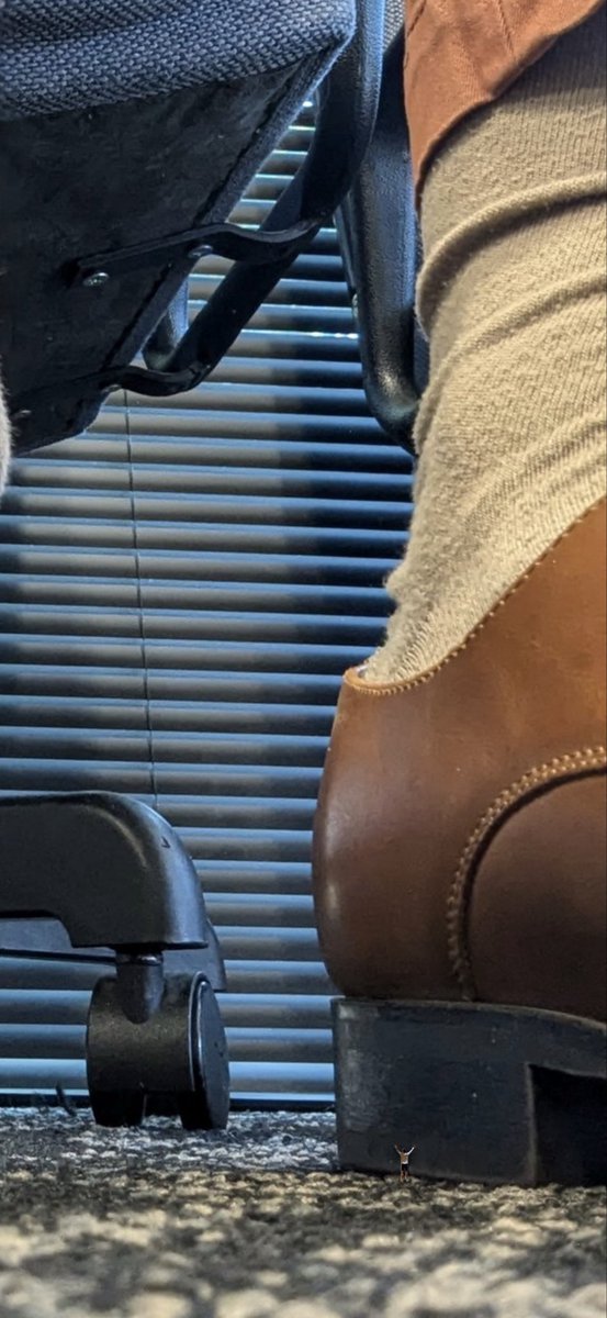 Shrunk_and_squashed tweet media