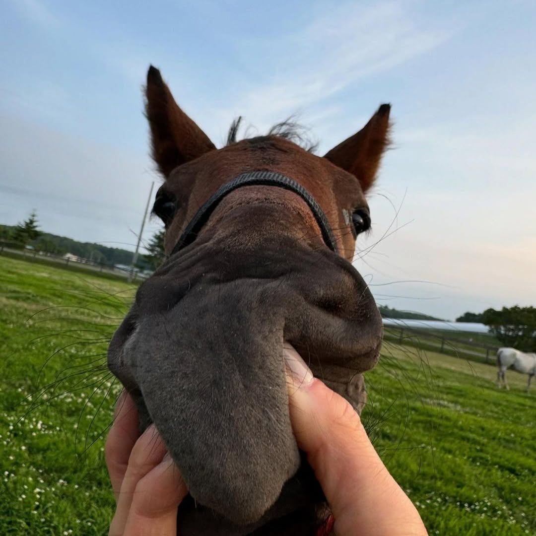Josu_03's tweet photo. お鼻、ムニムニですね🐴カワイイ😍
めんこい(*´∀｀*)。
可愛いがいっぱい！幸せ🥰スクスク元気に育ってね😇

#競馬好きな人と繋がりたい #馬好きな人と繋がりたい #馬好きさんと繋がりたい #馬好き #馬が好き #馬 #競馬 https://t.co/UyVGuUQs95