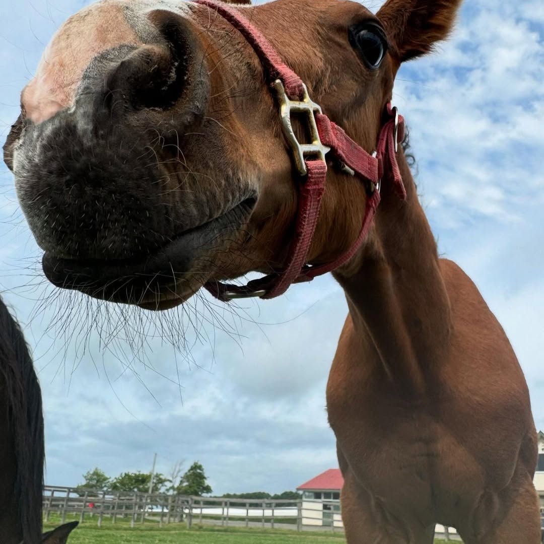 Josu_03's tweet photo. お鼻、ムニムニですね🐴カワイイ😍
めんこい(*´∀｀*)。
可愛いがいっぱい！幸せ🥰スクスク元気に育ってね😇

#競馬好きな人と繋がりたい #馬好きな人と繋がりたい #馬好きさんと繋がりたい #馬好き #馬が好き #馬 #競馬 https://t.co/UyVGuUQs95