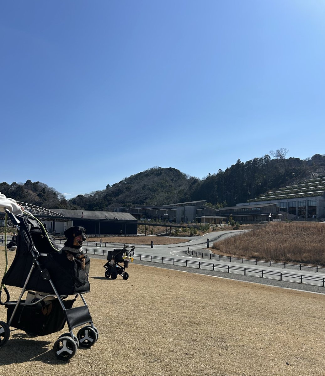 momo_sugi_mori's tweet image. 桃太郎の初VISON🐾

意外と大人しくしてたな！！
飼い主に似て外面はｲｲらしいꉂ🤣𐤔

#VISON
#ミニチュアダックス
#ダックスフンド