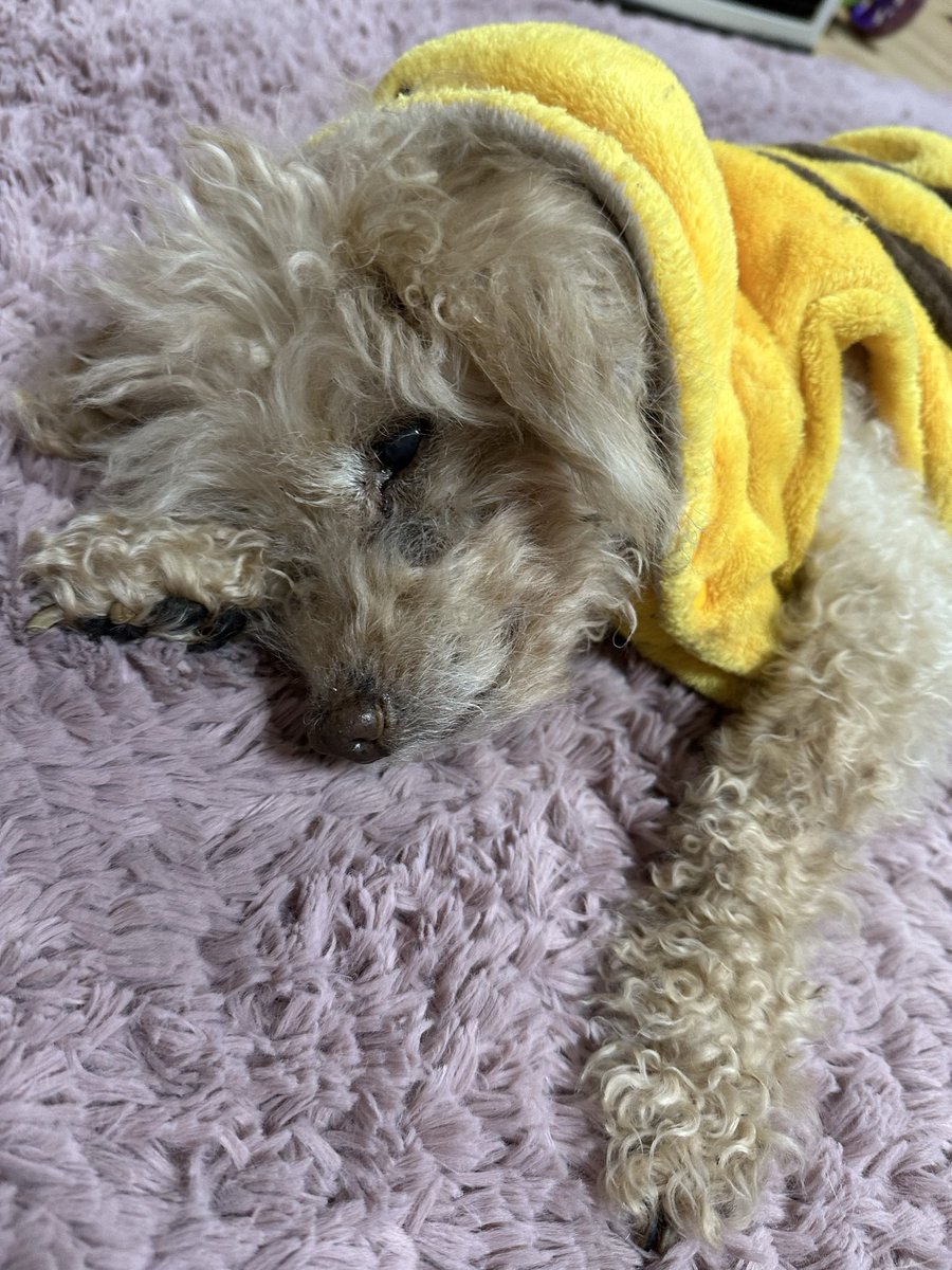 r417b83's tweet photo. 輸血していただけるわんちゃんいませんか？
うちの子が貧血で血が必要です。
どなたかお力を貸していただけないでしょうか？

#犬 https://t.co/rUGs9ot0LE