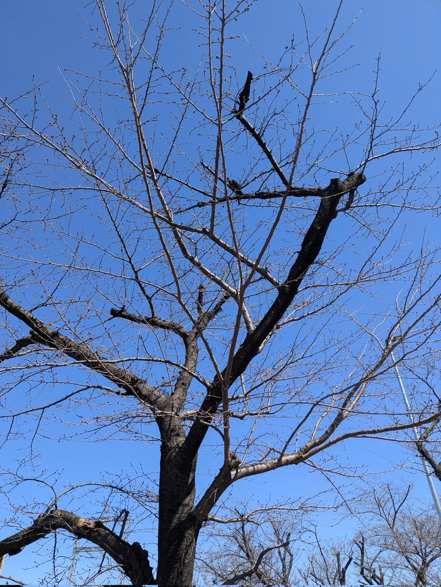 あじじ tweet media